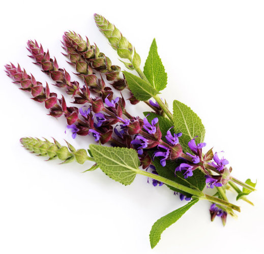 Гидролат Шалфея  