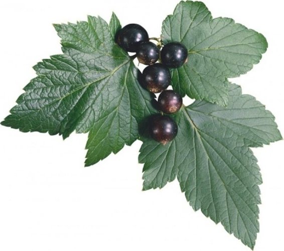 СО2 экстракт Черной смородины (листья) водорастворимый  