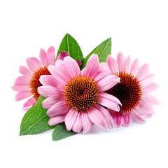 СО2 экстракт Эхинацеи водорастворимый