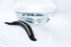 Экстракт Пиявки водно-глицериновый 